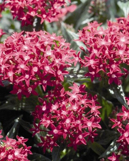 Pentas Kaleidoscope Rose Foncé