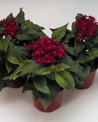 Pentas Kaleidoscope Rouge