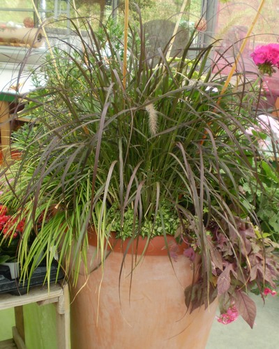 Pennisetum Setaceum Rubrum Pourpre