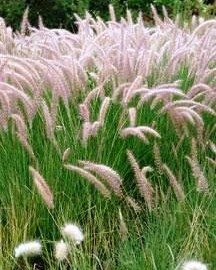 Pennisetum Ruppelli