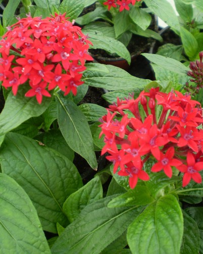Pentas Lanceolata Rouge
