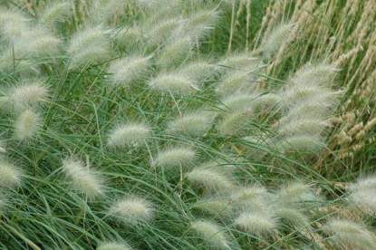 Pennisetum Villosum
