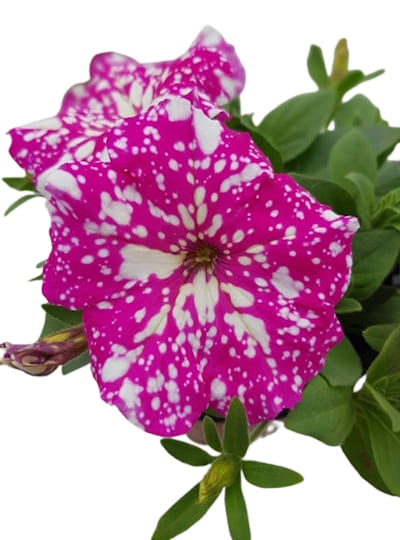 Pétunia Cascade Blanc