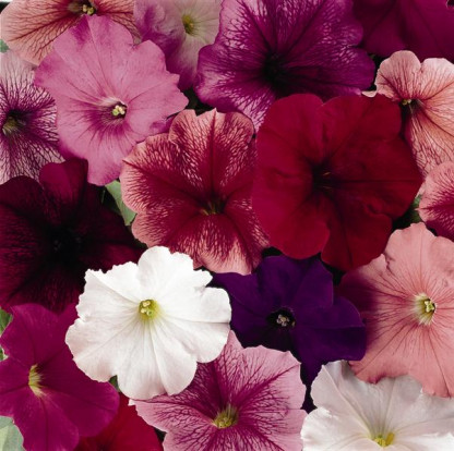 Pétunia Grandi. Parade Total Mix
