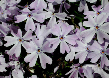 Phlox Subulata Emerald Cushion Blue