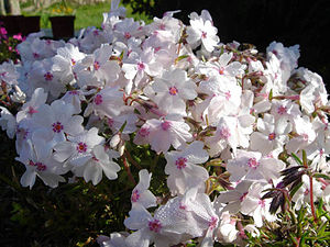 Phlox Subulata Pharao Red Eye