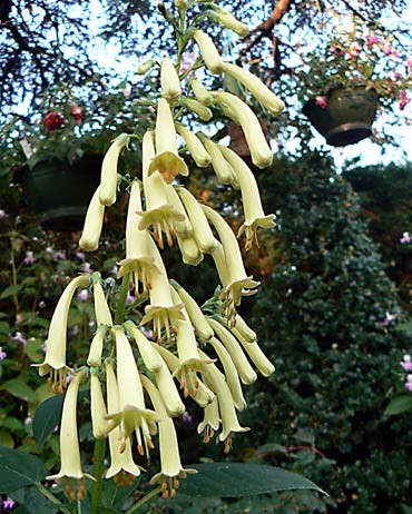 Phygelius Fuchsia du cap Crème