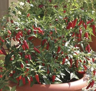 Piment Apache F1