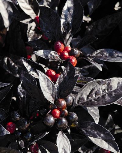 Piment Ornemental Black Pearl