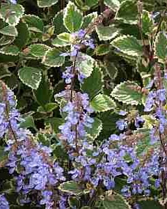 Plectranthus Bleu Spires
