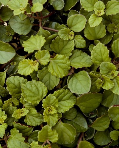 Plectranthus Coléoides Two Tones