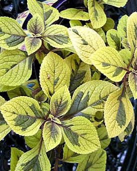 Plectranthus Aurée Marginatus Sasha