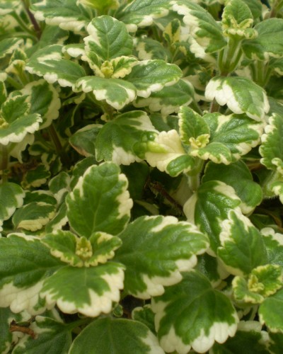 Plectranthus Variégata
