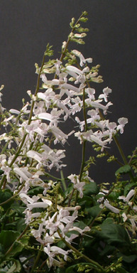 Plectranthus White