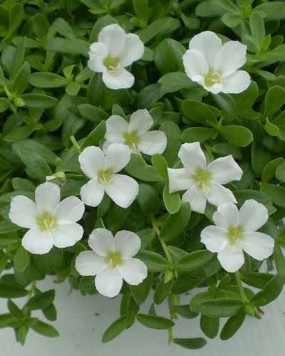 Portulaca Blanc
