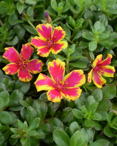 Portulaca Duet Rose