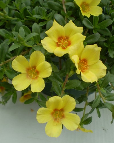 Portulaca Jaune