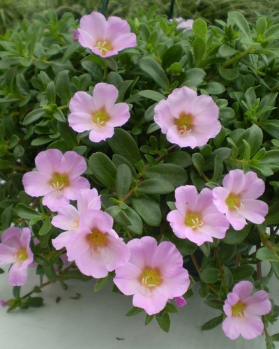 Portulaca Mauve