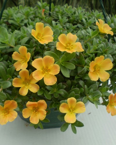 Portulaca Orange