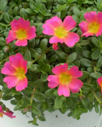 Portulaca Rose