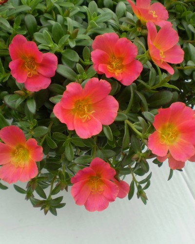 Portulaca Rouge