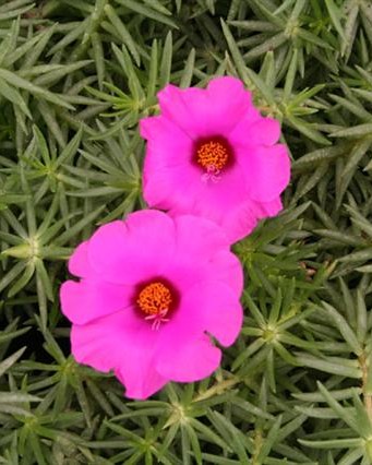 Portulaca Samba