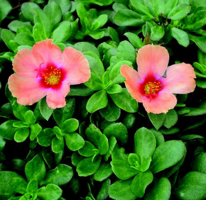 Portulaca Saumon