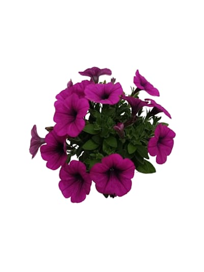 Potunia Varié