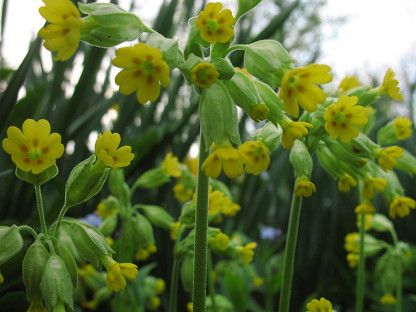 Primula Officinale (coucou)