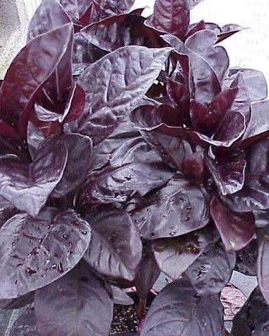 Pseuderanthemum Rubrum