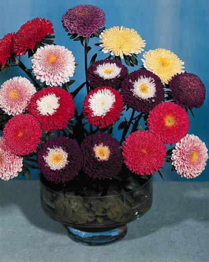 Reine Marguerite Pompon Demi-Haute