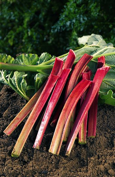 Rhubarbe