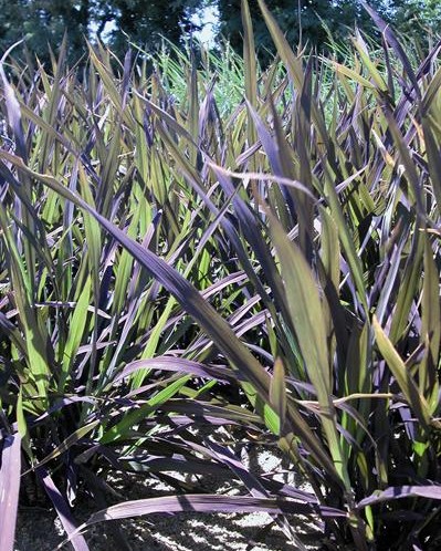 Riz d'ornement Black Madras