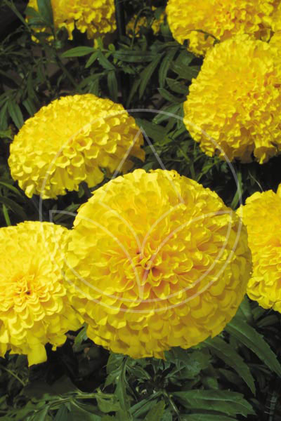 Rose d'Inde Gold Coins Jaune