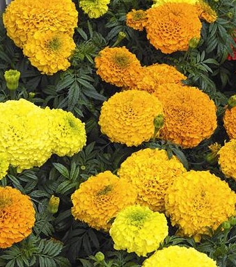 Rose d'Inde Perfection Orange