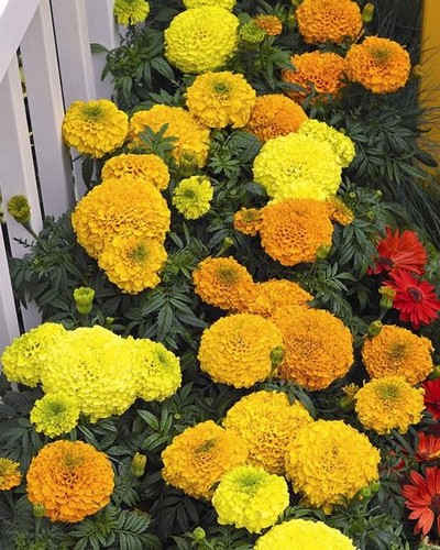 Rose d'Inde Perfection Yellow