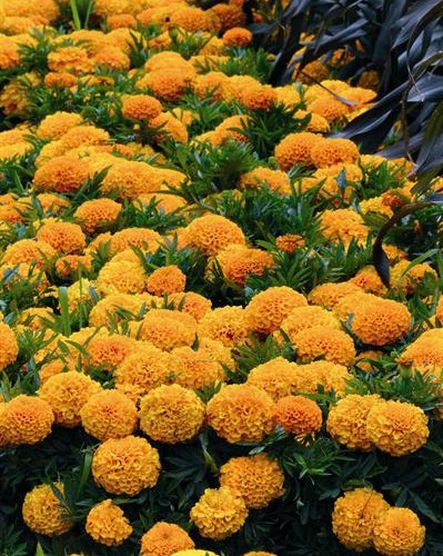 Rose d'Inde Taishan Orange