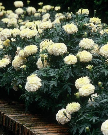 Rose d'Inde Vanille Crème