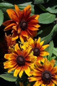 Rudbeckia Automn Colors