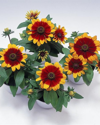Rudbeckia Becky Cinnamon Bicolor