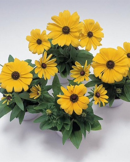Rudbeckia Becky Jaune