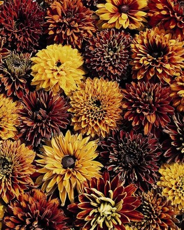 Rudbeckia Cherockee Sunset Mélange
