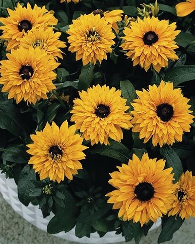 Rudbeckia Goldilocks