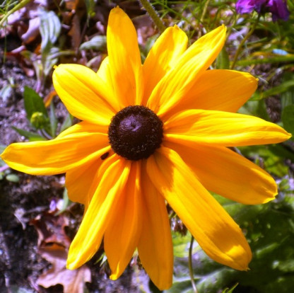 Rudbeckia Marmelade