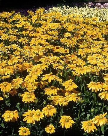 Rudbeckia Prairie Sun