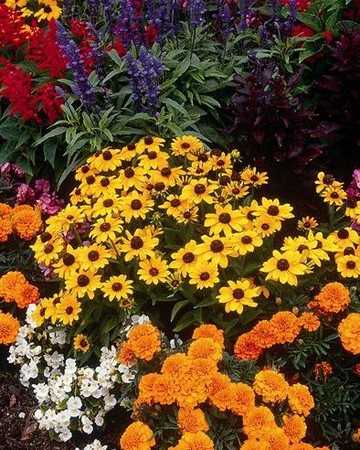 Rudbeckia Toto Jaune Citron