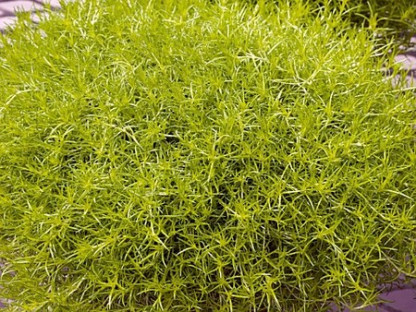 Sagine Subulata Lime Moss