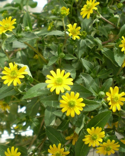 Sanvitalia Sunny Star