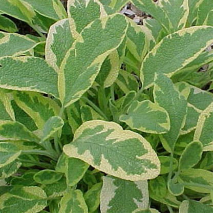 Sauge Dorée Goldbatt