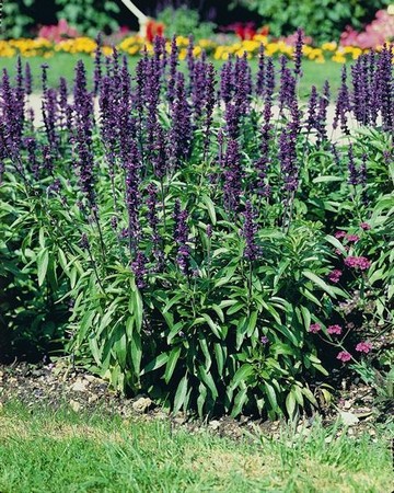 Sauge Farinacea Rhéa